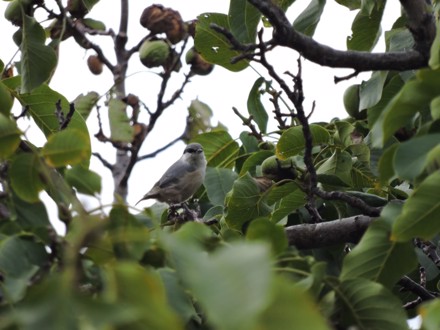 Şamlar-Yakamanastır Doğa Yürüyüşü ve Kuş Gözlem Etkinliği