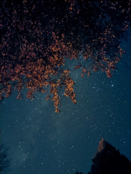 29 Ekim Hacı Akif Adası Kampı ve Kuş Gözlem Etkinliği