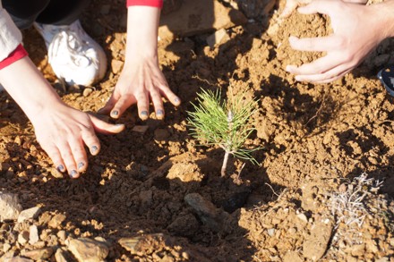11 Kasım Milli Ağaçlandırma Günü Etkinliği