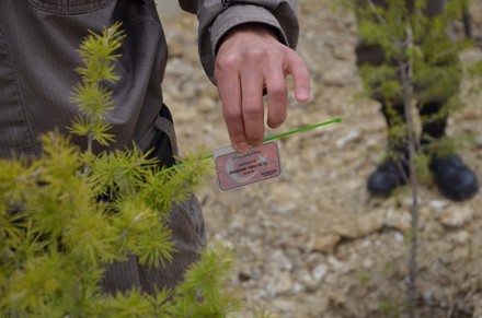 AFRİN ŞEHİTLERİMİZ İÇİN FİDAN DİKİM TÖRENİNDEN