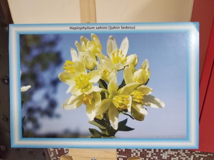 BOZKIR ÇİÇEKLERİ FOTOĞRAF SERGİSİ