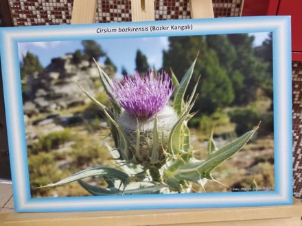 BOZKIR ÇİÇEKLERİ FOTOĞRAF SERGİSİ