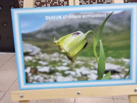 BOZKIR ÇİÇEKLERİ FOTOĞRAF SERGİSİ