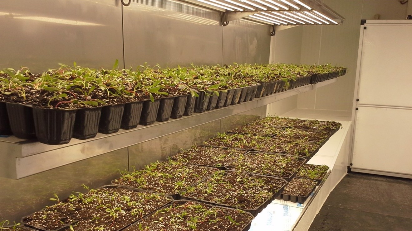 Selçuk Üniversitesi, yerli hibrit tohum geliştirdi