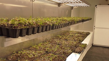 Selçuk Üniversitesi, yerli hibrit tohum geliştirdi