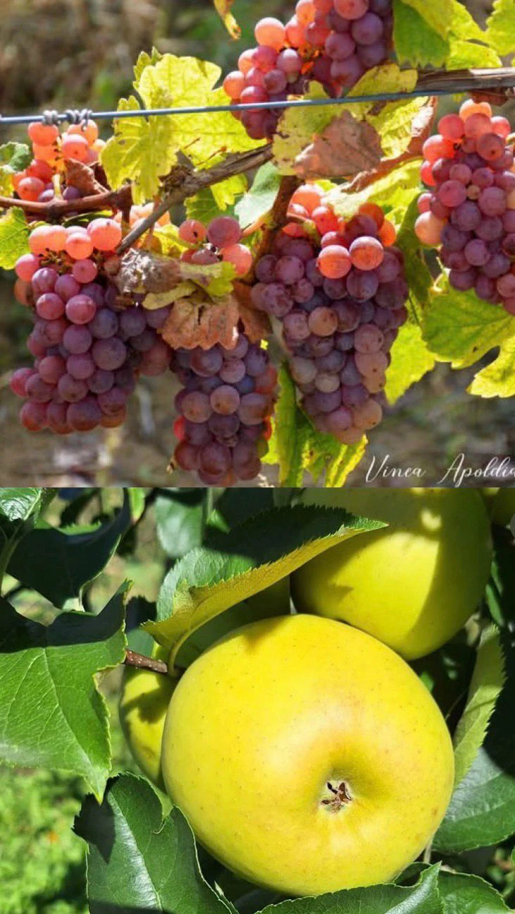 ERASMUS İKİLİ ANLAŞMA