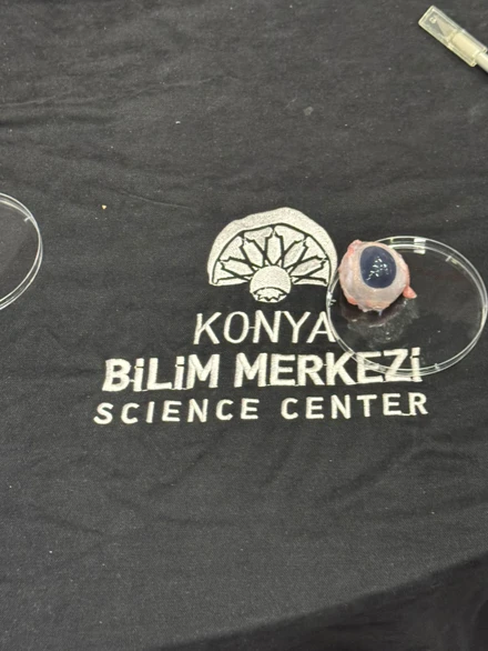 İlkokulda Temel Fen Bilimleri Laboratuvarı Dersi Uygulaması