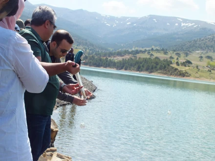 KESTEL ARAZİSİ (2017)