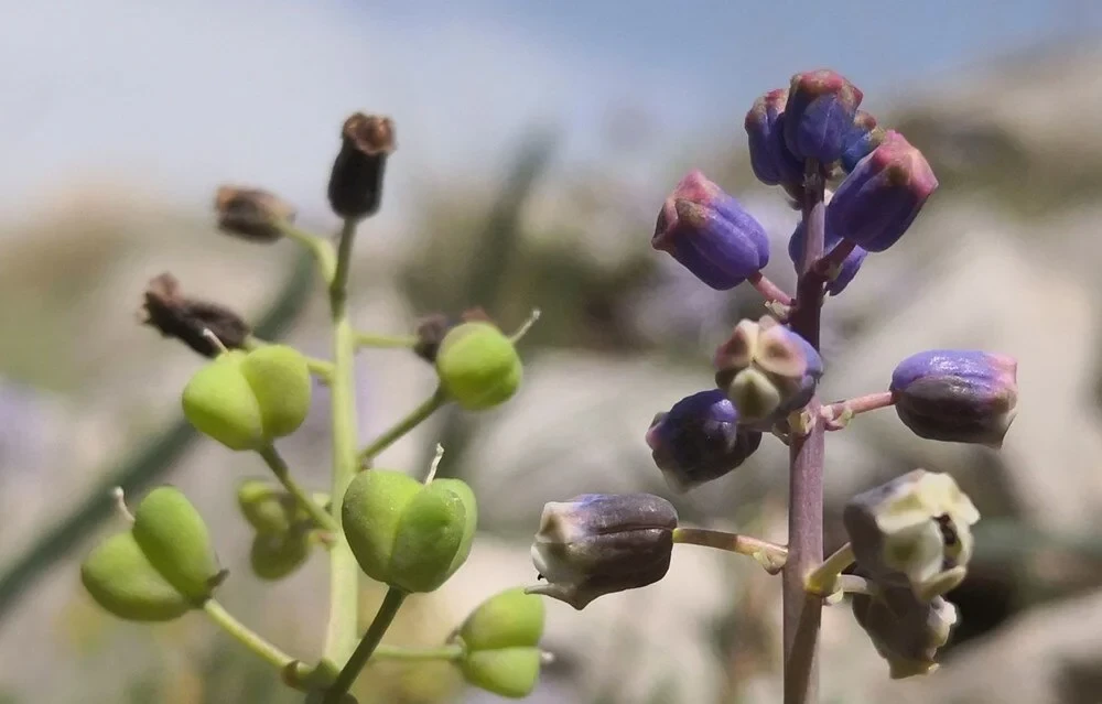 Konya'da keşfedilen yeni bitki türü "Konya Sümbülü" ismiyle literatüre kazandırıldı