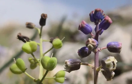 Konya'da keşfedilen yeni bitki türü "Konya Sümbülü" ismiyle literatüre kazandırıldı